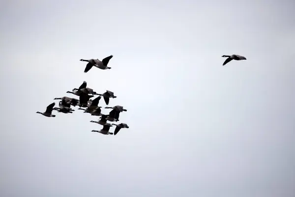 Hollanda Dwingelderveld Büyük Kanada Kazları Uçuşu — Stok fotoğraf