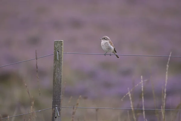 Young Gray Shrike Wire Dwingelderveld Netherland — Stock Photo, Image