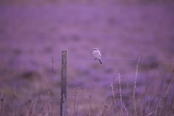 Giovane Grigia Shrike Filo Dwingelderveld Paesi Bassi — Foto Stock