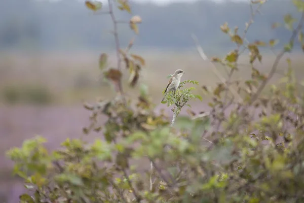 Young Shrike Bush Dwingelderveld Netherland — Stock Photo, Image