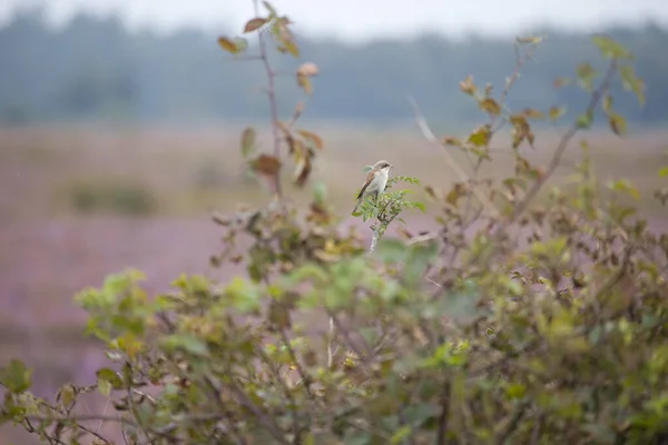 Young Shrike Bush Dwingelderveld Netherland — Stock Photo, Image