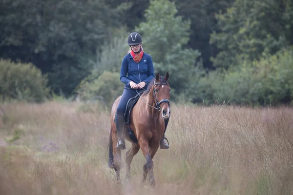 Dwingelderveld Nederland September 2021 Ruiter Paard Dwingelderveld Nederland — Stockfoto