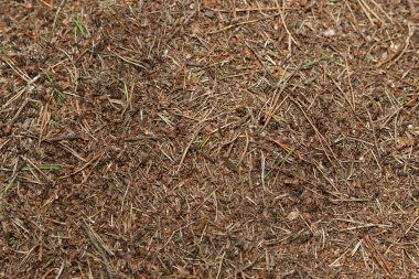 Karınca yuvası Veluwe, Hollanda
