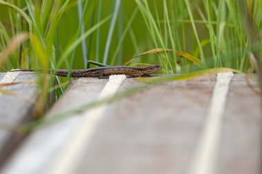 Ahşap zemin üzerinde Hollanda ısınma kertenkele