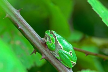 Yetişkin ağaç kurbağası mı bir bramble, Hollanda