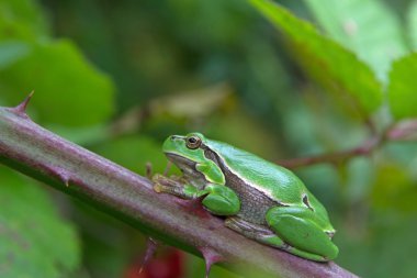 Bir blackberry, Hollanda dikenli bir çalı üzerinde oturan olgun ağaç kurbağası