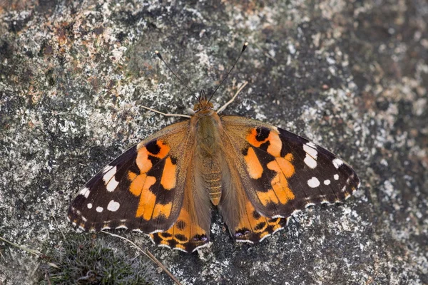 Atalanta-Schmetterling wärmt sich auf Felsen auf, Niederlande — Stockfoto