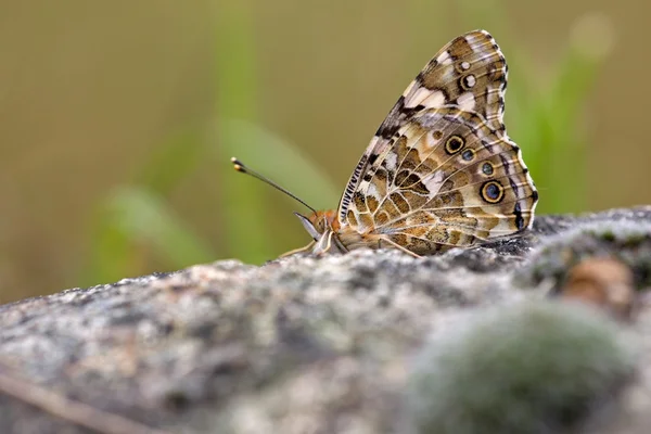 Devam et, Hollanda ısınma atalanta kelebek — Stok fotoğraf