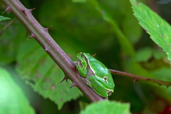 Adult tree frog is in a bramble, Netherlands — Stock Photo, Image