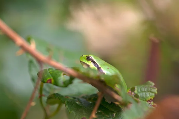 Tree frog is sitting in a bramble, Netherlands — Stock Photo, Image