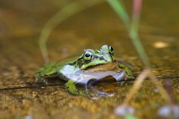 Green frog sitting in a water puddle, Netherlands — Stock Photo, Image