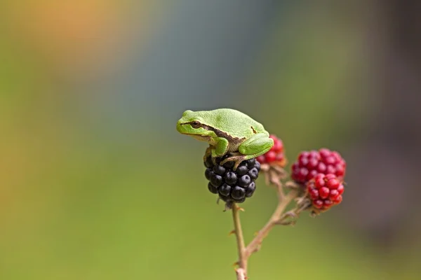 Małe drzewo żaba siedzi na blackberry, Holandia — Zdjęcie stockowe