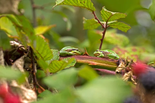 Two tree frogs are sitting on a branch in a bramble, Netherlands — Stock Photo, Image