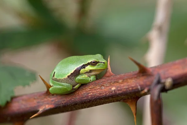 Small tree frog sitting on a branch of a thorny bramble, Netherlands — Stock Photo, Image