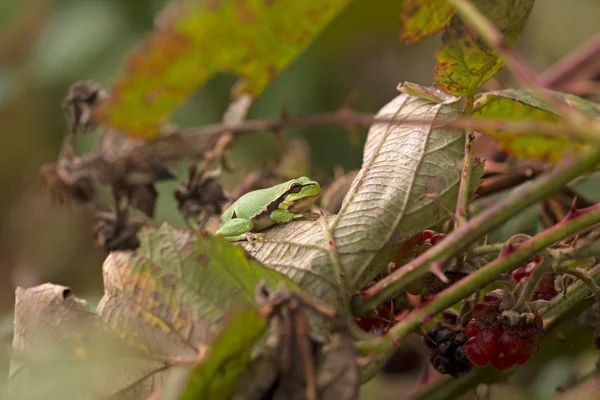 Little tree frog is in a bramble, Netherlands — Stock Photo, Image