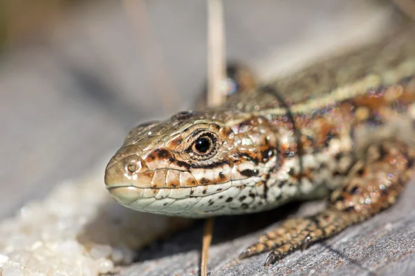 Tête d'un lézard de sable, Pays-Bas — Photo