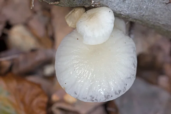 White mushroom grows on dead wood, Netherlands — Stock Photo, Image