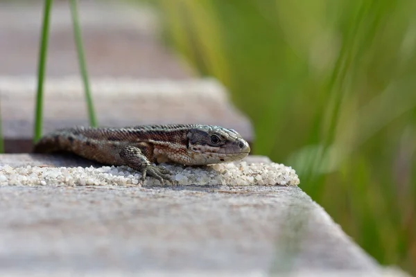 Sand Lizard émerge entre les planches du pont, Pays-Bas — Photo