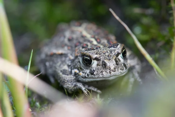 Macro image of small young brown frog, Netherlands — Stock Photo, Image