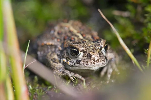 Macro image of small young brown frog, Netherlands — Stock Photo, Image