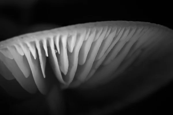 Foto en blanco y negro del sombrero Hongo de porcelana, Países Bajos —  Fotos de Stock