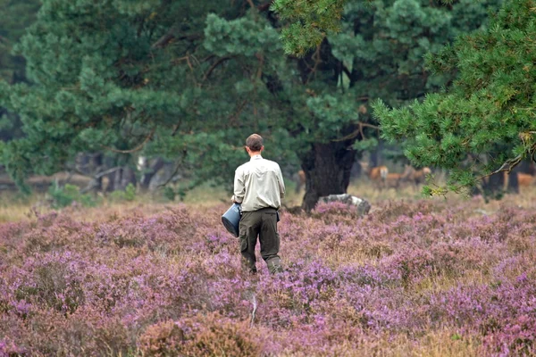 Ranger scatters feed to lure deer Netherlands — Stock Photo, Image