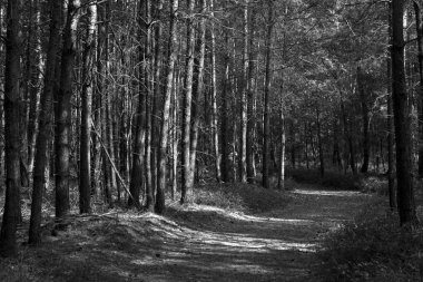 Toprak yol ile çam, Hollanda