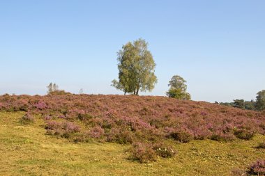 Araziler ile huş ağacı, Hollanda
