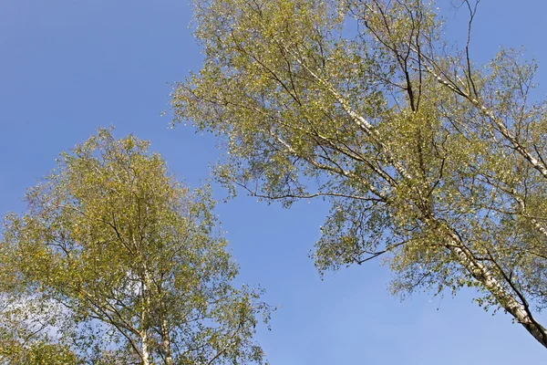 Tops of birches against a blue sky, Netherlands — Stock Photo, Image