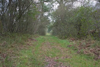 Arnhem, Hollanda - 23 Eylül 2014: Veluwe, Hollanda orman çim şeritte