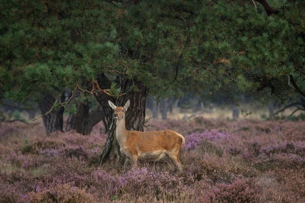 Doe pendant la saison de rut dans le Veluwe, Pays-Bas — Photo