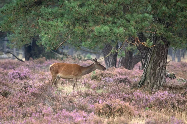 Doe pendant la saison de rut dans le Veluwe, Pays-Bas — Photo