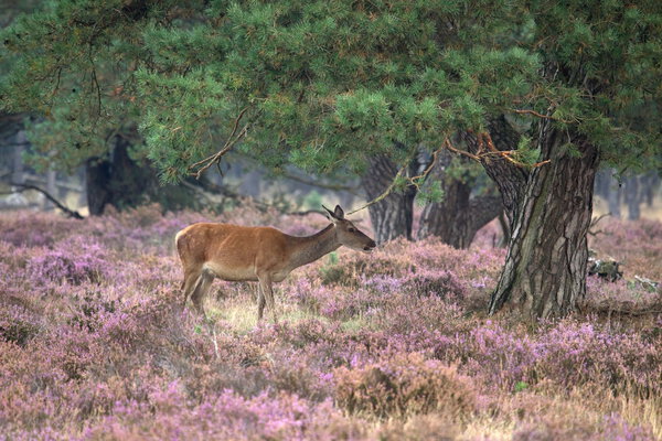 Doe during the rutting season in the Veluwe, Netherlands
