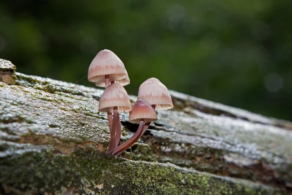 Mycena росте на мертву деревину, Нідерланди — стокове фото