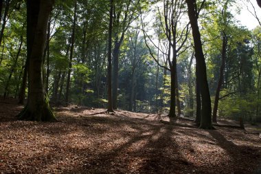 Forest park zypendaal, Hollanda