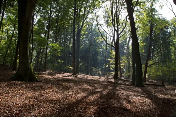 Forest park zypendaal, Nederland — Stockfoto
