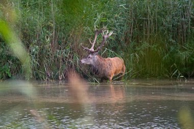 Kızıl geyik rut, Hollanda sırasında suda ayakta orada