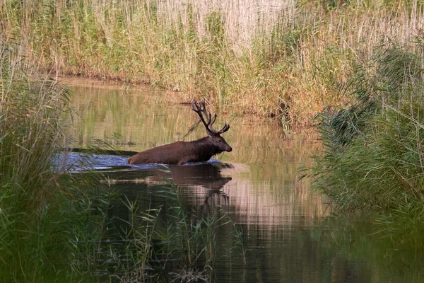 Veado vermelho durante a época de rutting corre através da água para o outro lado, os Países Baixos — Fotografia de Stock