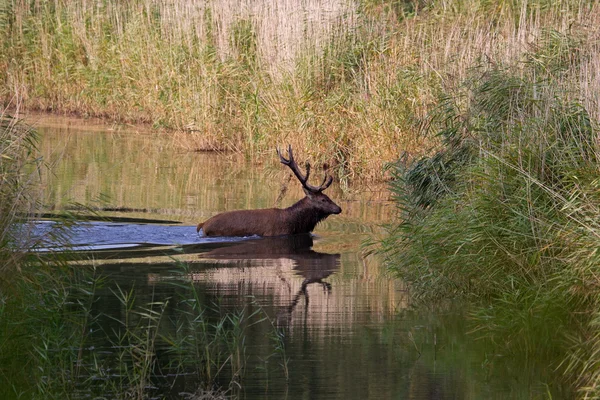 Cerf rouge pendant la saison de rut traverse l'eau de l'autre côté, les Pays-Bas — Photo