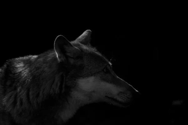 Portrait of wolf in captivity, Germany — Stock Photo, Image
