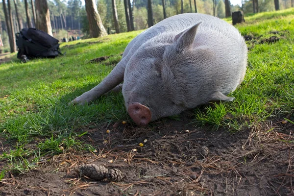 Porc à ventre blanc dans un parc animalier, Allemagne — Photo