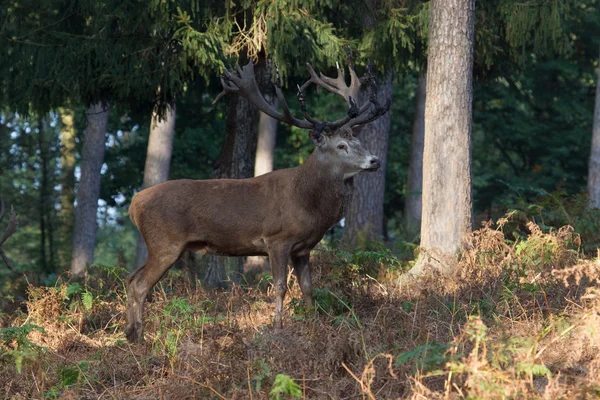 Porträtt av en kronhjort under brunsten, Tyskland — Stockfoto