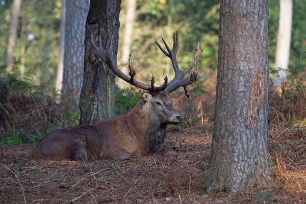 Portrait d'un cerf rouge pendant le rut, Allemagne — Stock fotografie