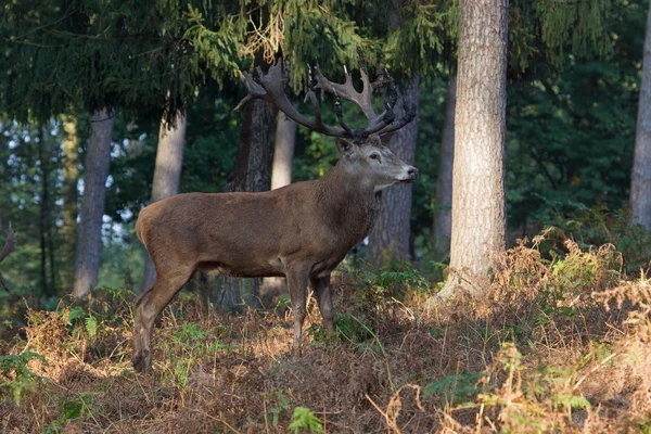 Ritratto di un cervo rosso durante la carreggiata, Germania — Foto Stock