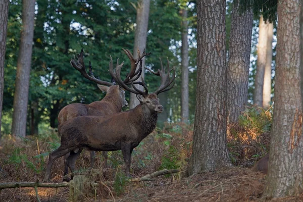 Portrait de deux cerfs rouges en ornière, Allemagne — Photo