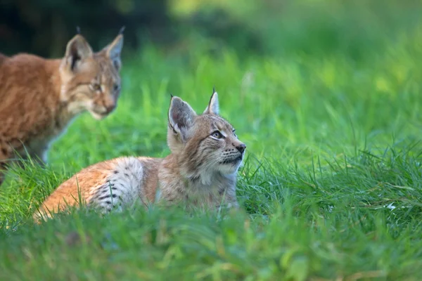 Due linci nel parco faunistico, Germania — Foto Stock