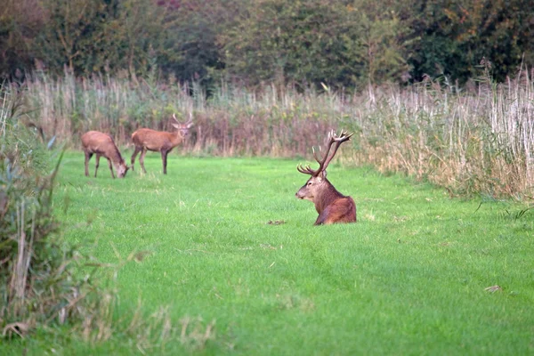 Red deer liggande i gräset, Nederländerna — Stockfoto