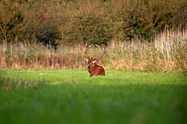 Red deer lying in the grass, Netherlands — Stock Photo, Image