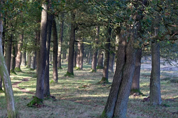 Deelen, Nederland - 28. oktober 2014: Oak i Deelerwoud, Nederland – stockfoto