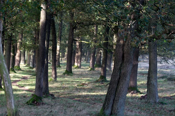 Skupina stromů v lese, Nizozemsko — Stock fotografie